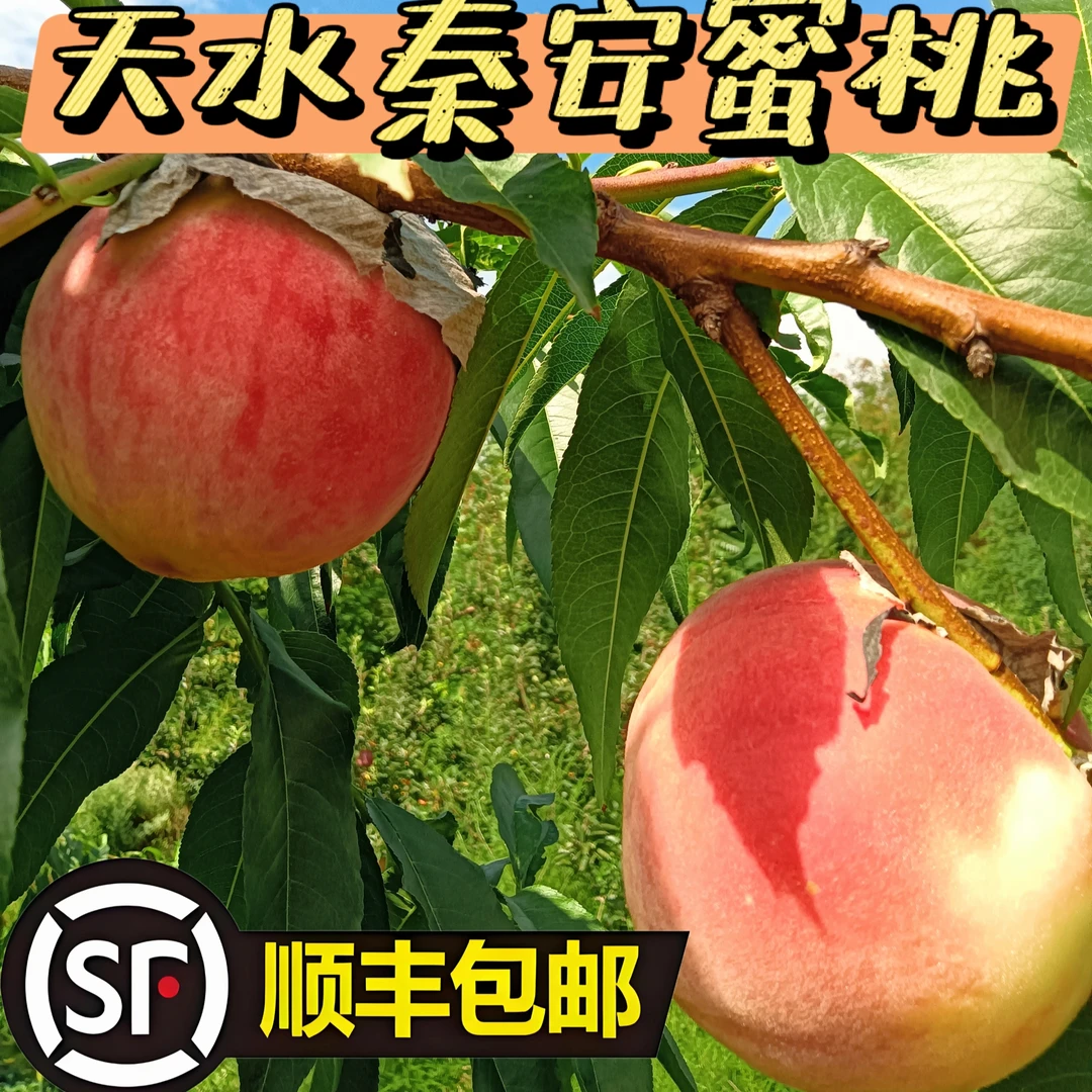 【甘肃省外(顺丰空运）】甘肃天水秦安高山水蜜桃北京七号产地现摘