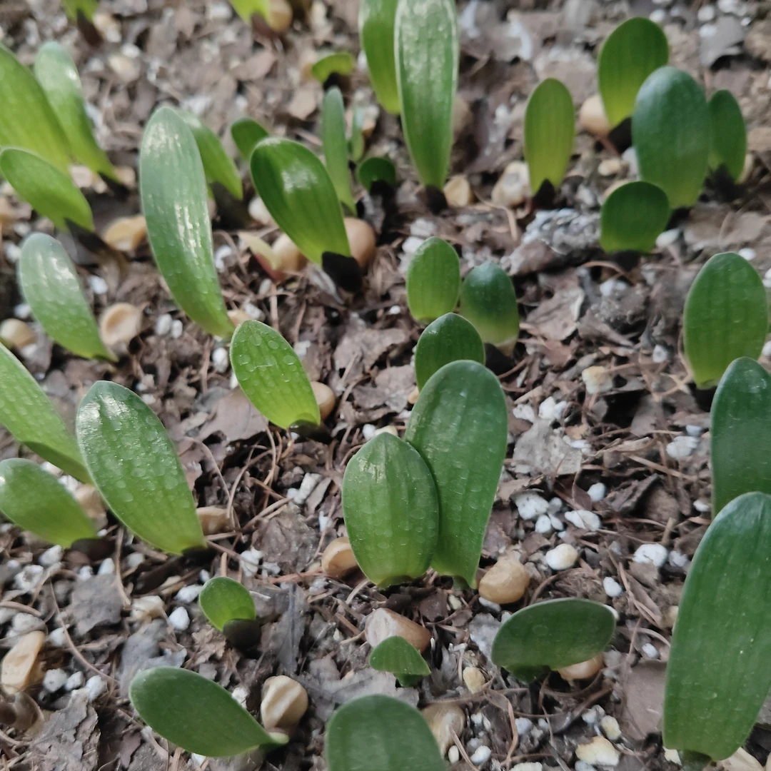 君子兰小苗绿植花卉直播间拍兰