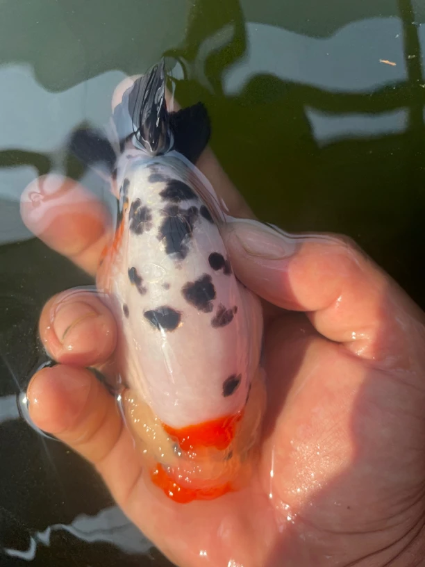 大尧精品泰狮兰寿观赏鱼