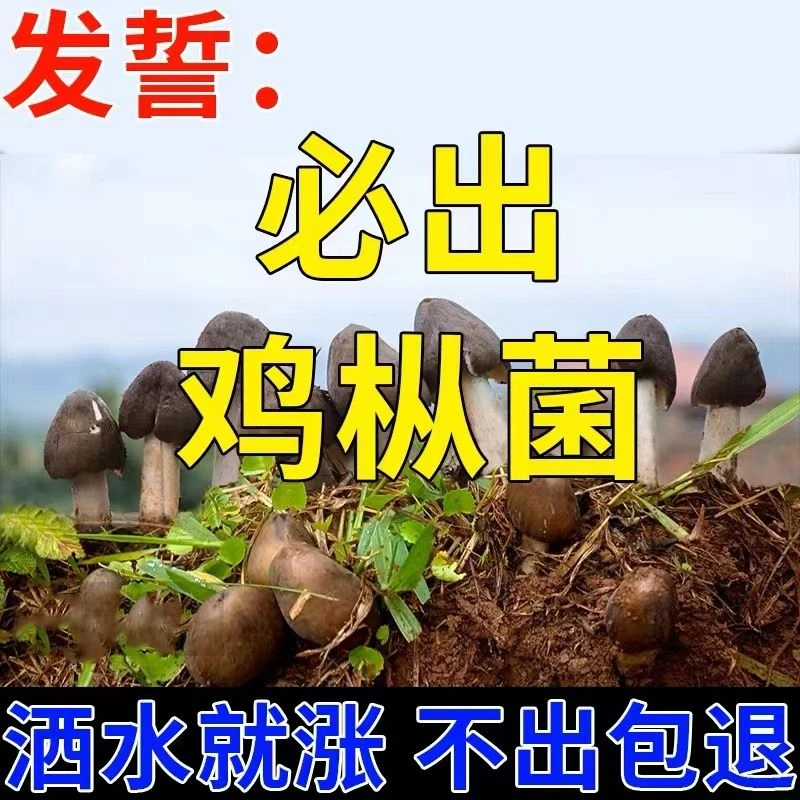 鸡枞菌菌种包云贵川特产高产荔枝菌斗鸡菇四季可种加种植技术指导