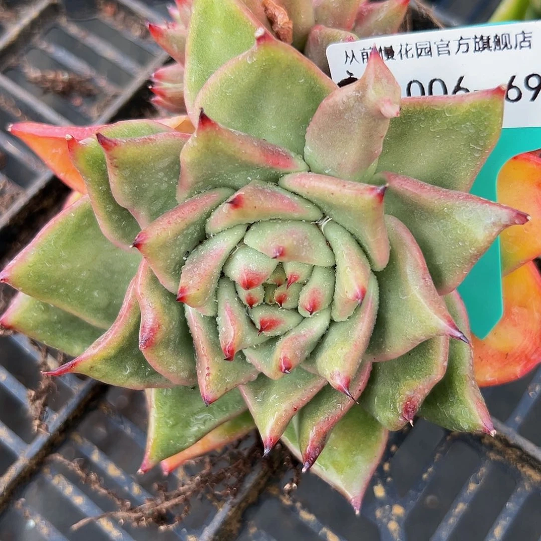 多肉编号1006-69