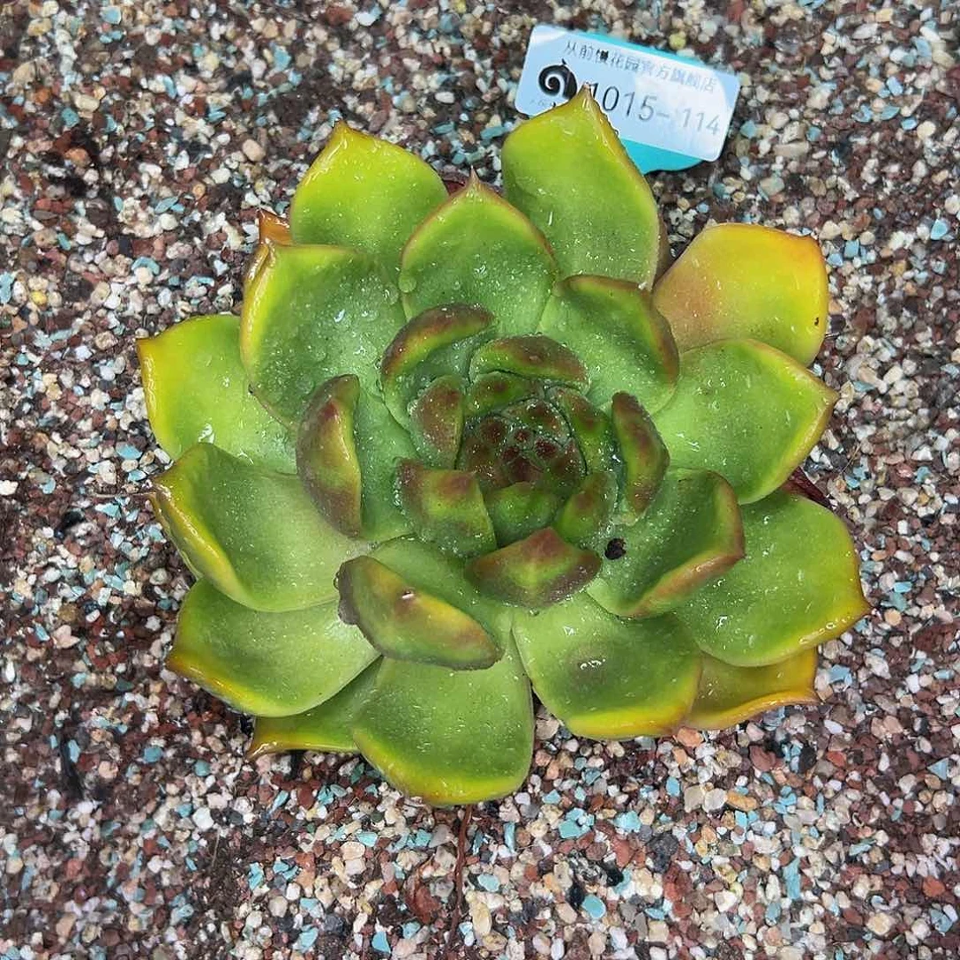 多肉一物一拍1015-114