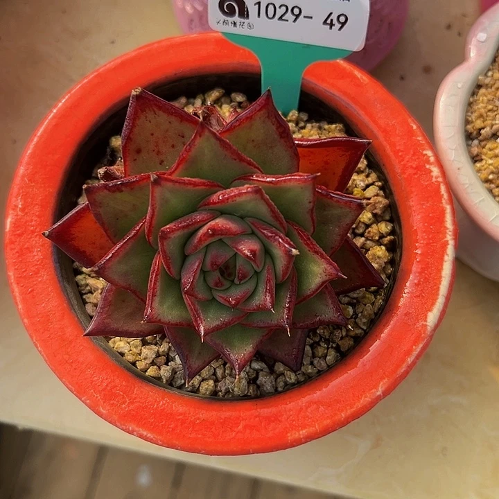 多肉编号1029-49