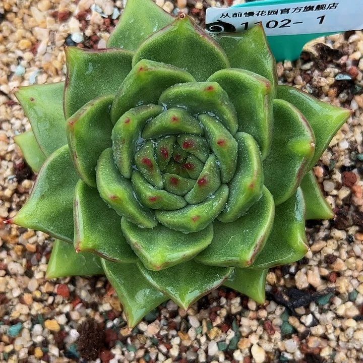 多肉一物一拍1102-2
