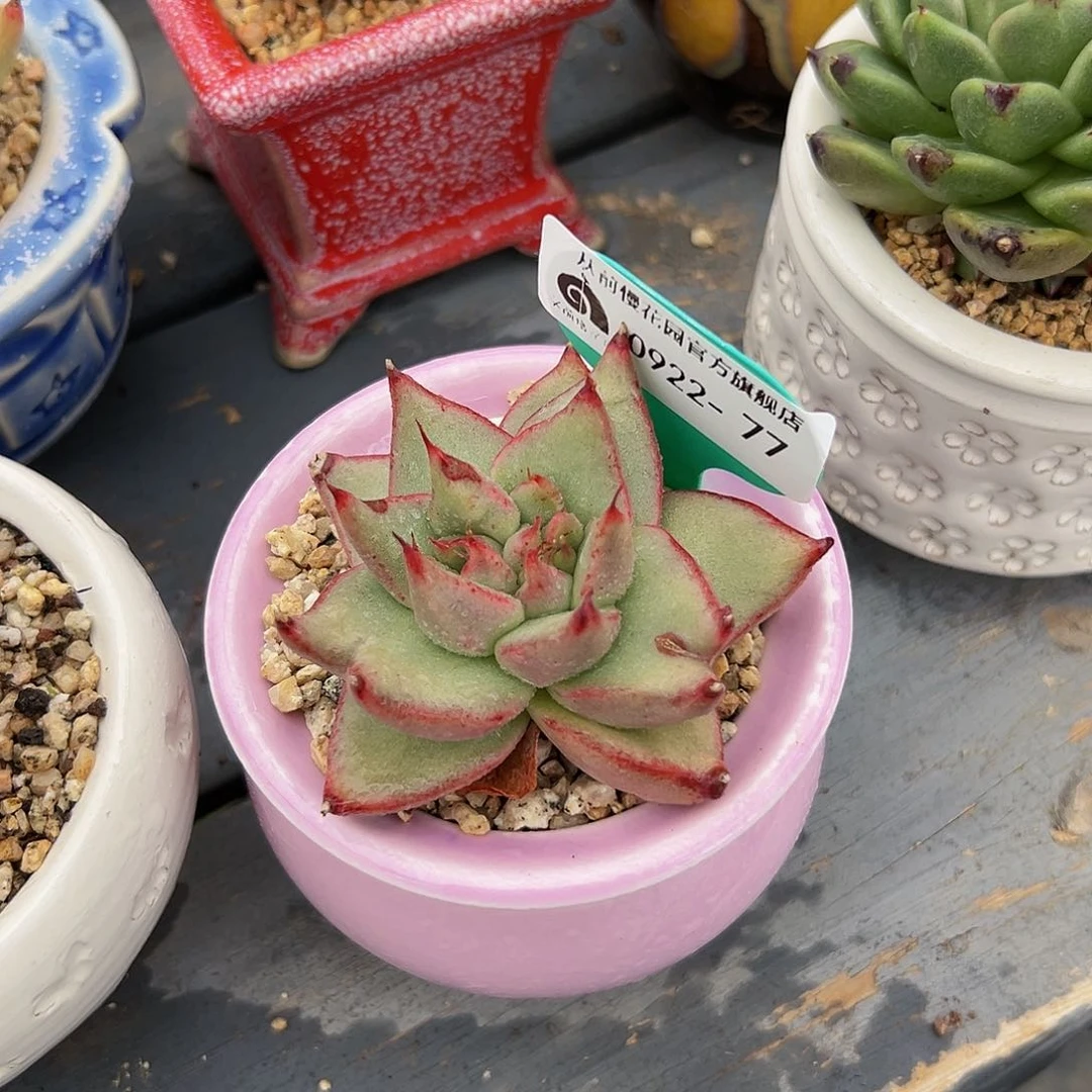 精品多肉编号0922-77