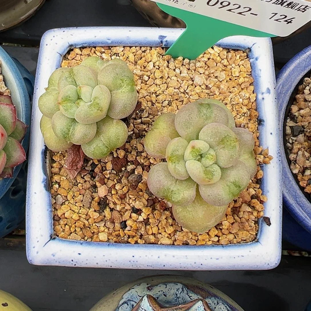 精品多肉编号0922-124带盆