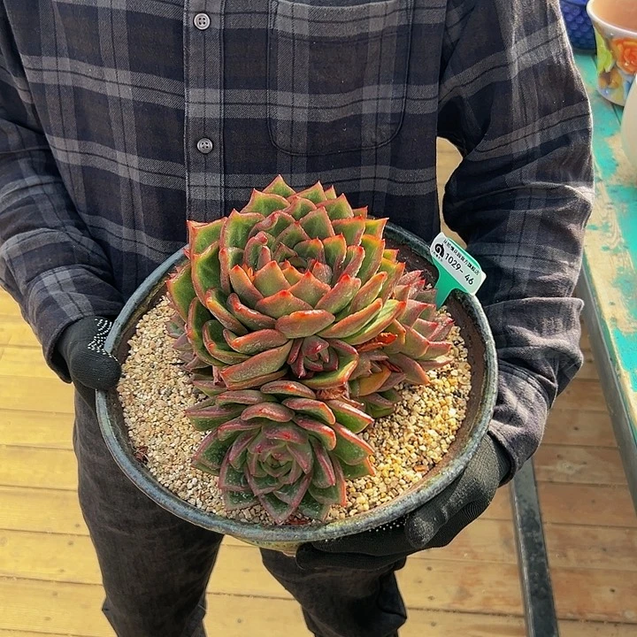 多肉编号1029-4红酒群