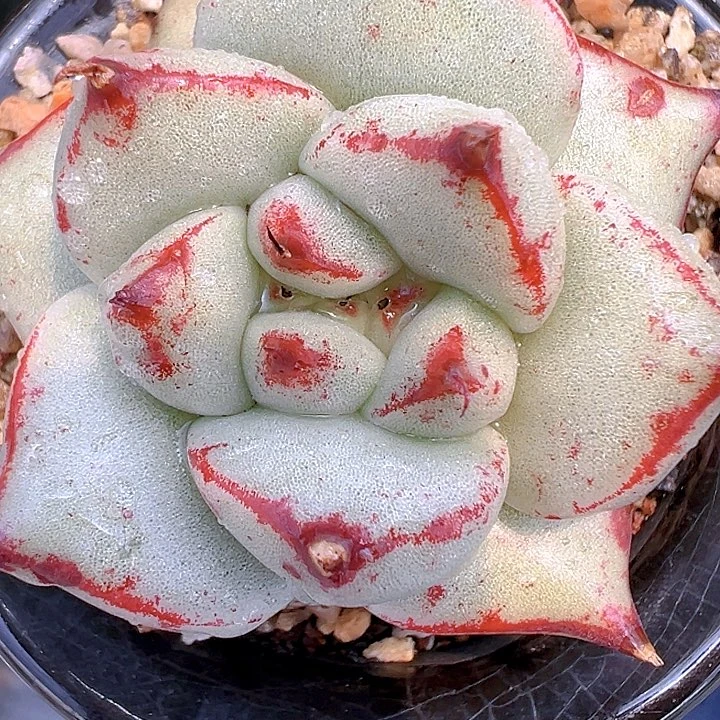 精品多肉编号0826-56