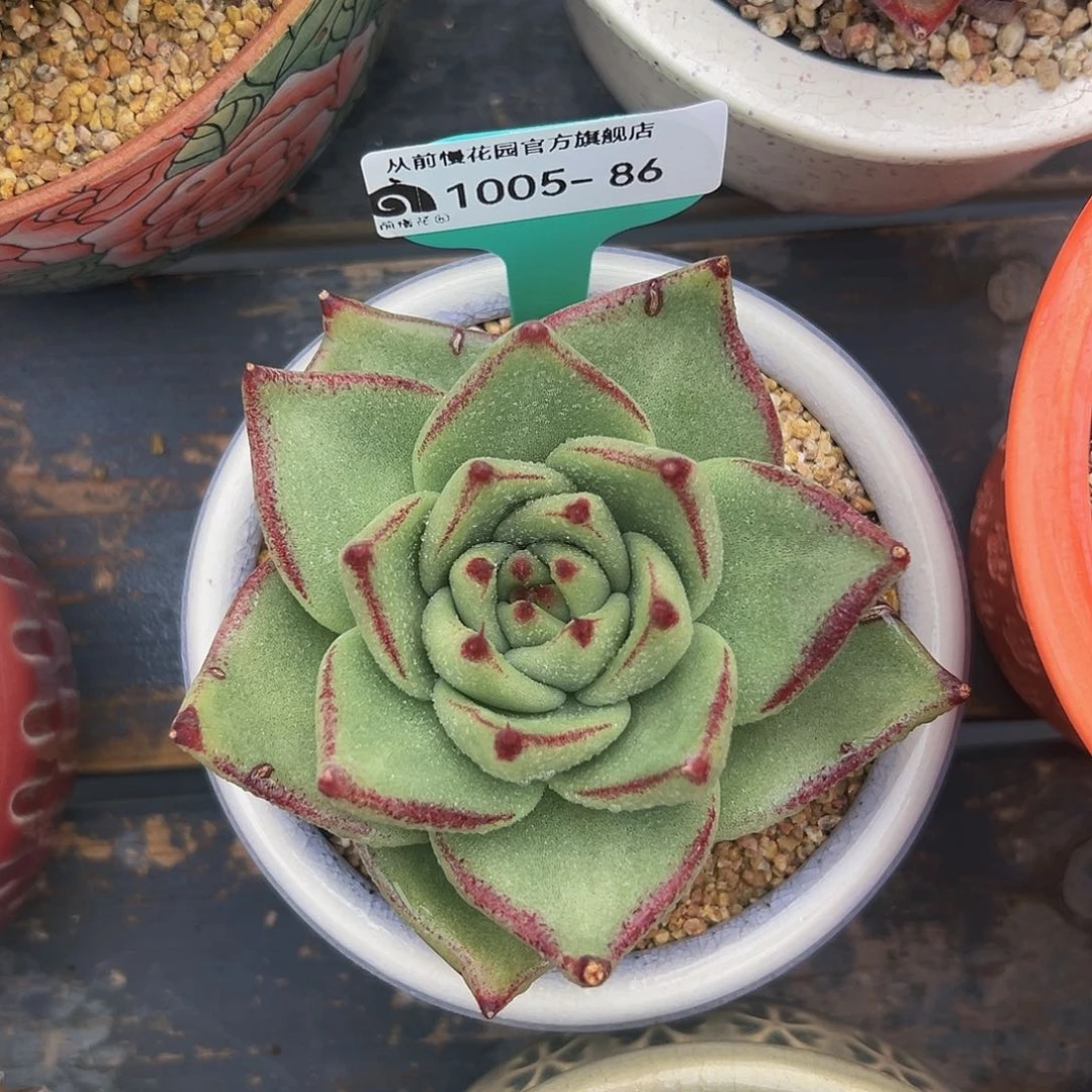 多肉编号1005-86