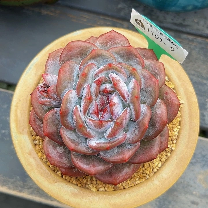 多肉一物一拍1101-9