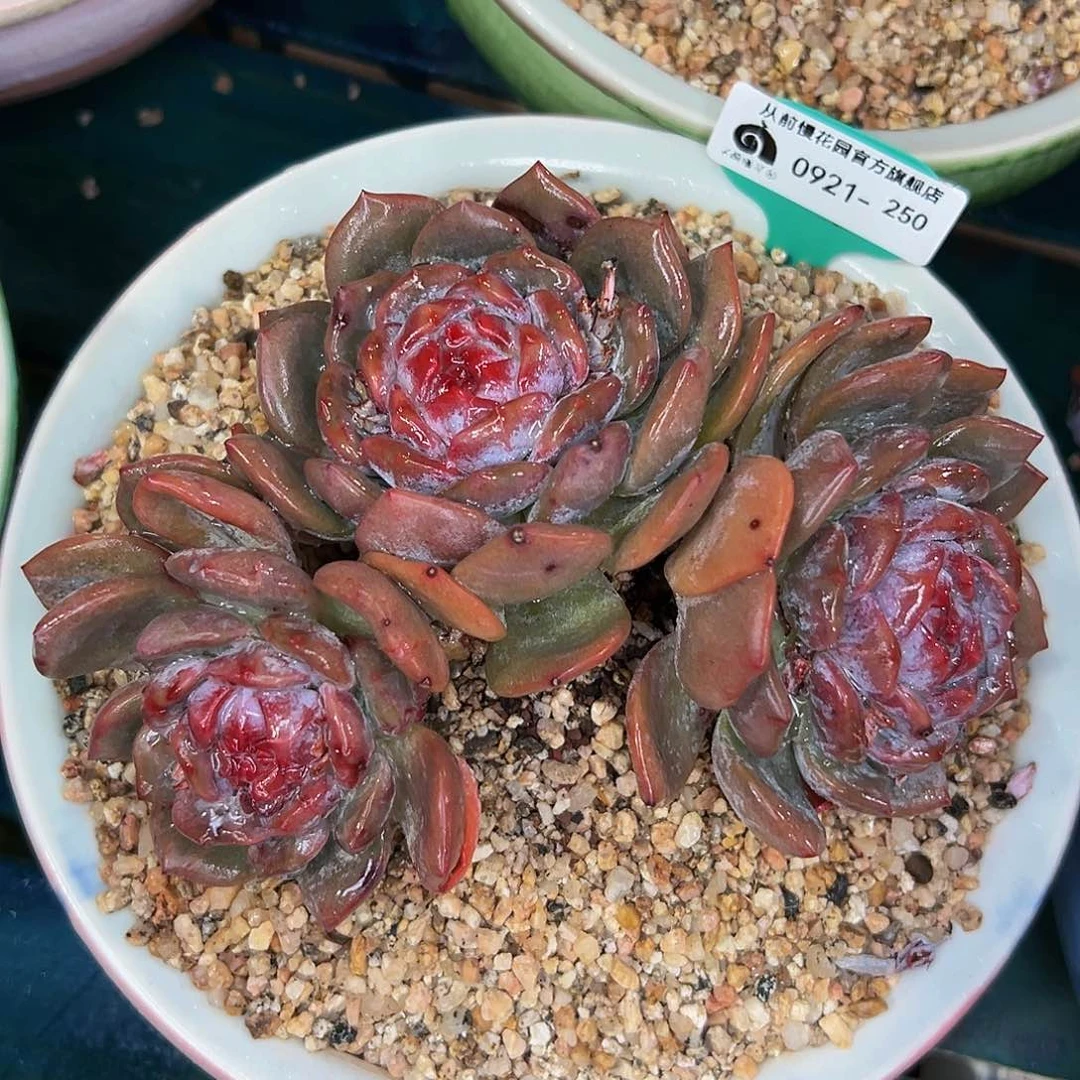 多肉一物一拍0921-250