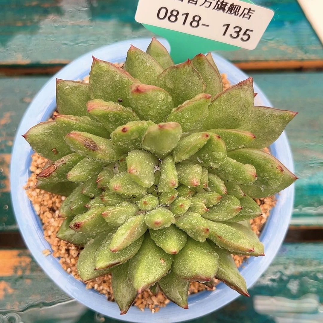 精品多肉编号08018-135