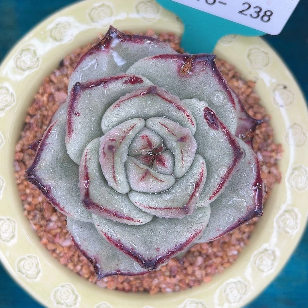 多肉一物一拍0816-238