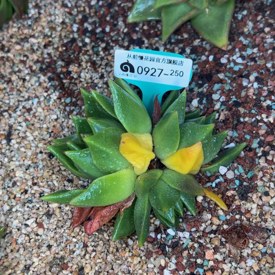 多肉一物一拍0927-250