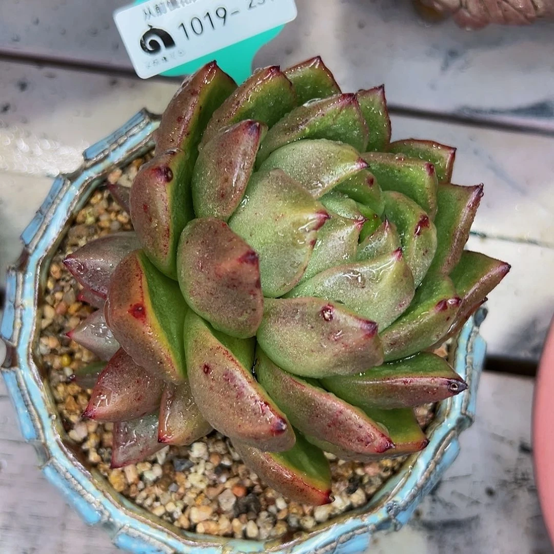 多肉编号1019-231