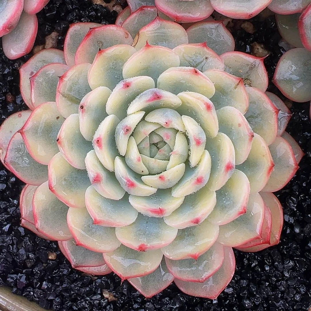 姬莲锦多肉编号1028-