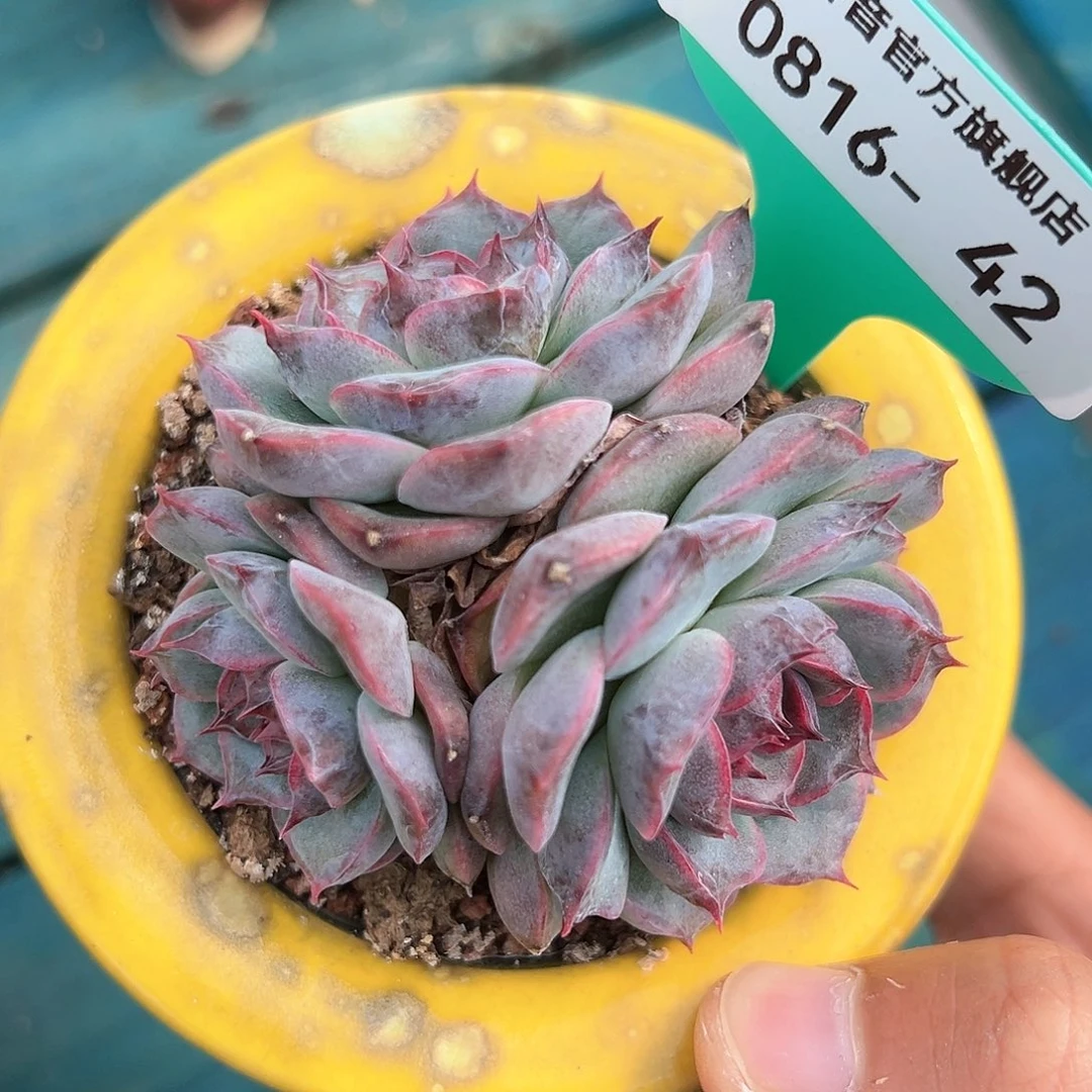 从前慢花园多肉编号0816-42