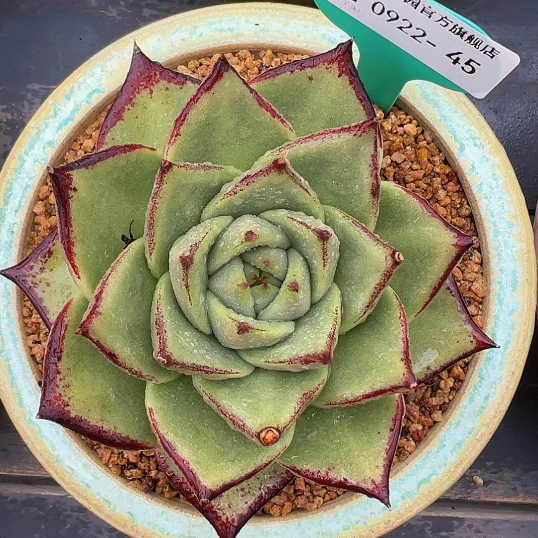 精品多肉编号0922-45
