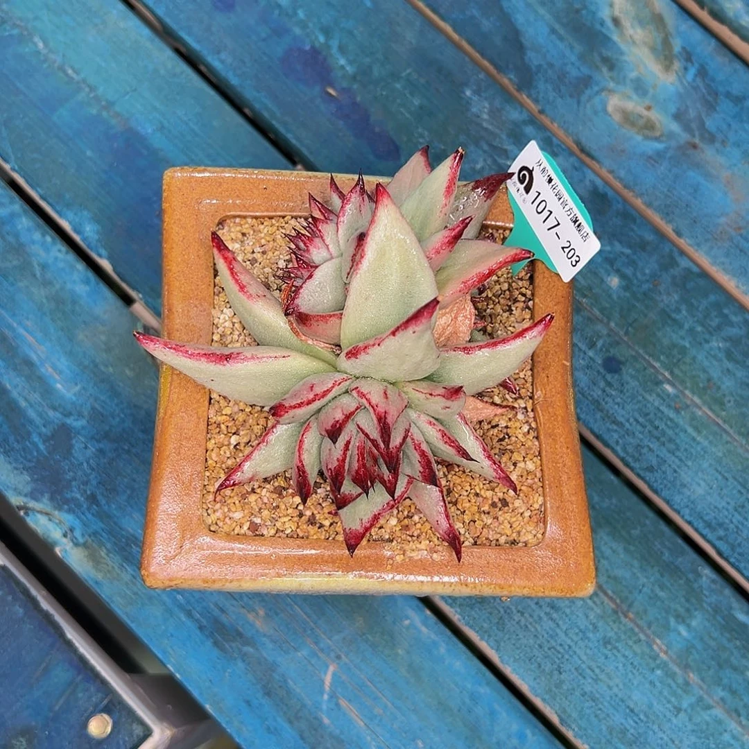 飞**天多肉一物一拍1017-203带盆