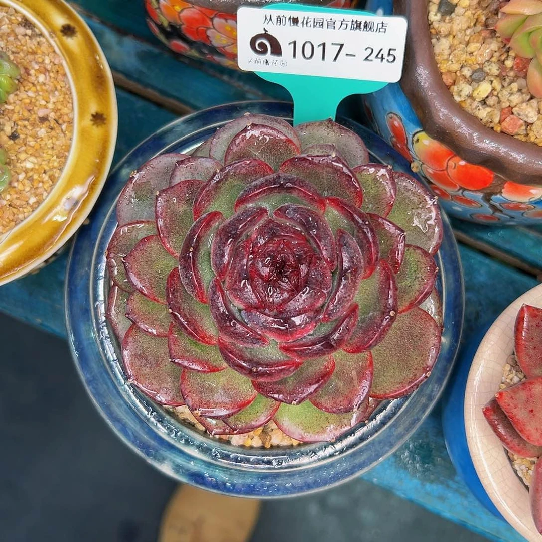 多肉一物一拍1017-245六颗