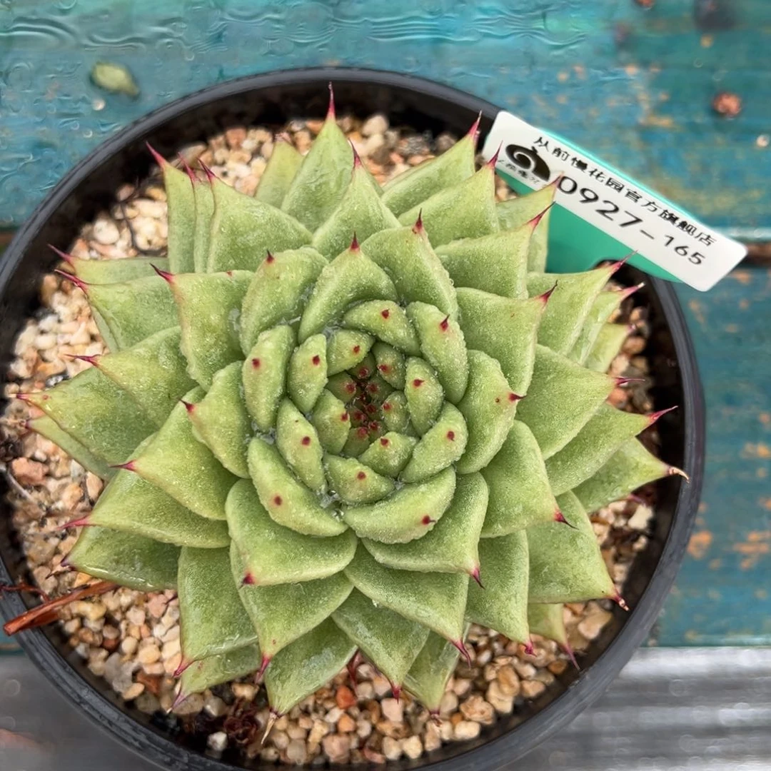 从前慢多肉精选编号0927.165