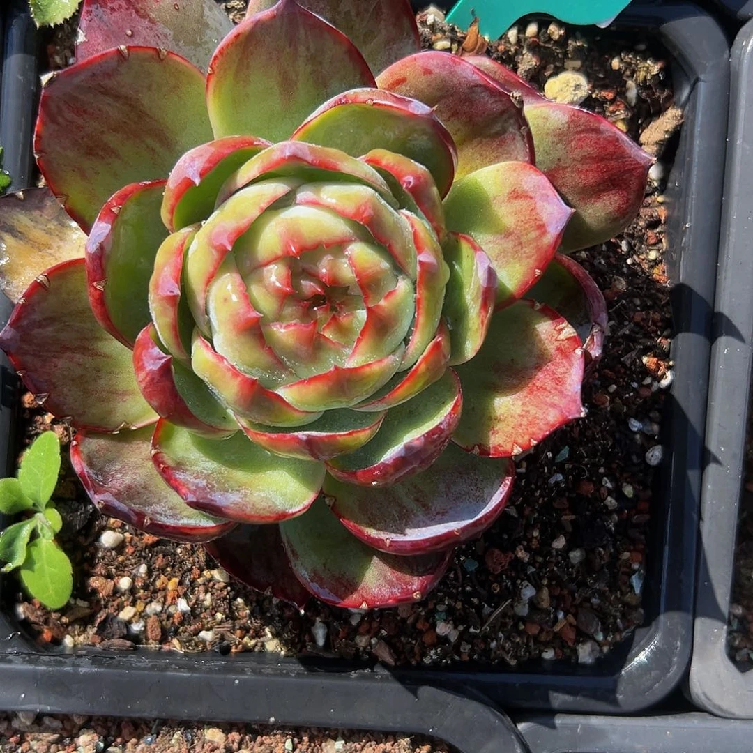 多肉编号1113-186