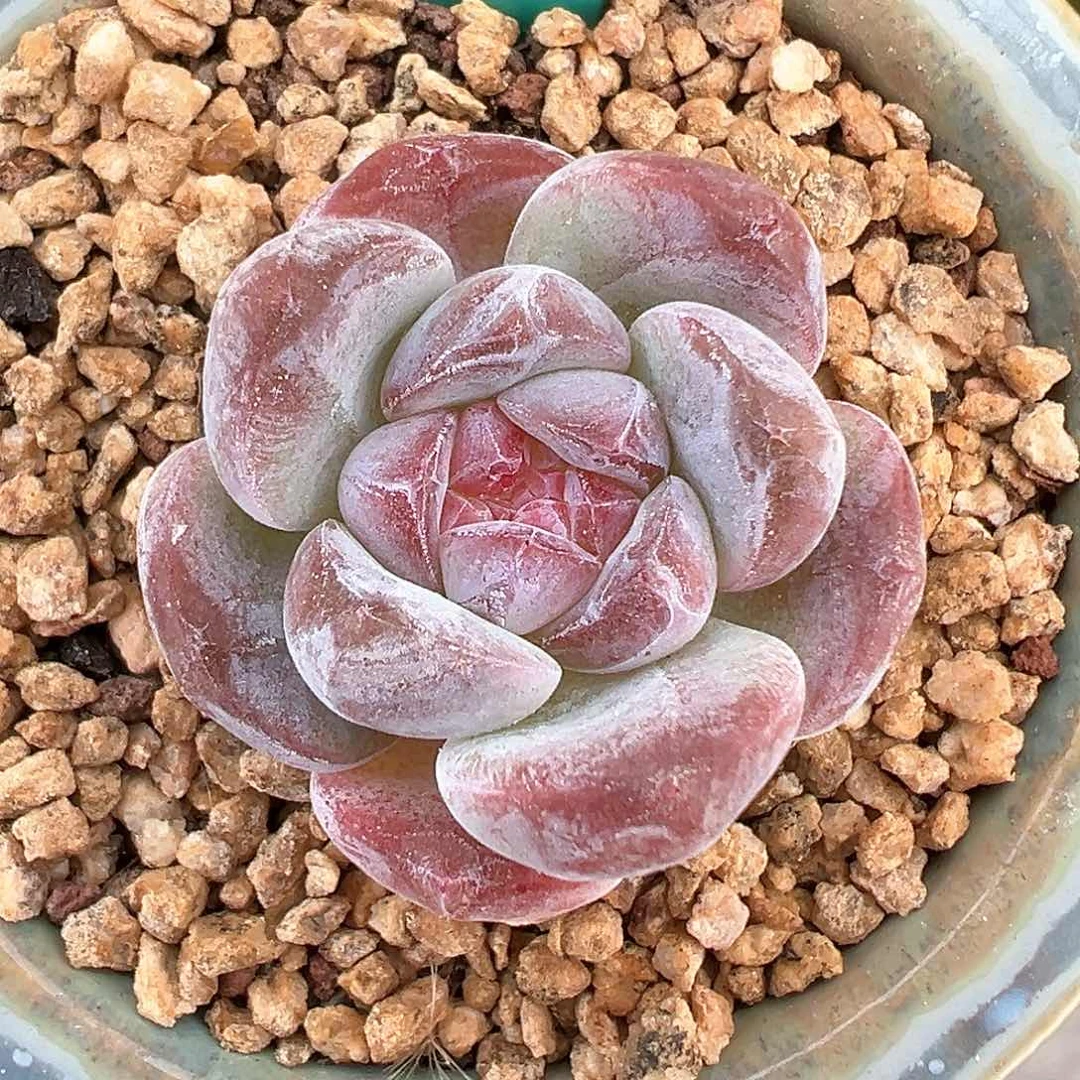 从前慢花园多肉编号0816-50