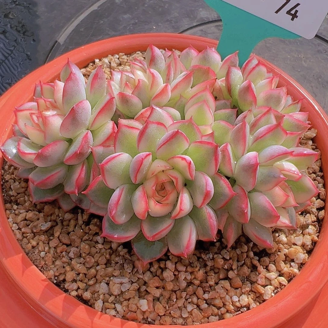 精品多肉编号0827-74