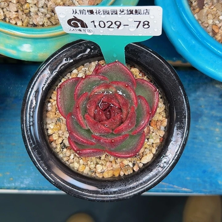 多肉一物一拍1029-78