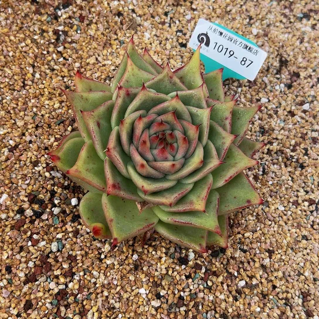 多肉一物一拍1019-87