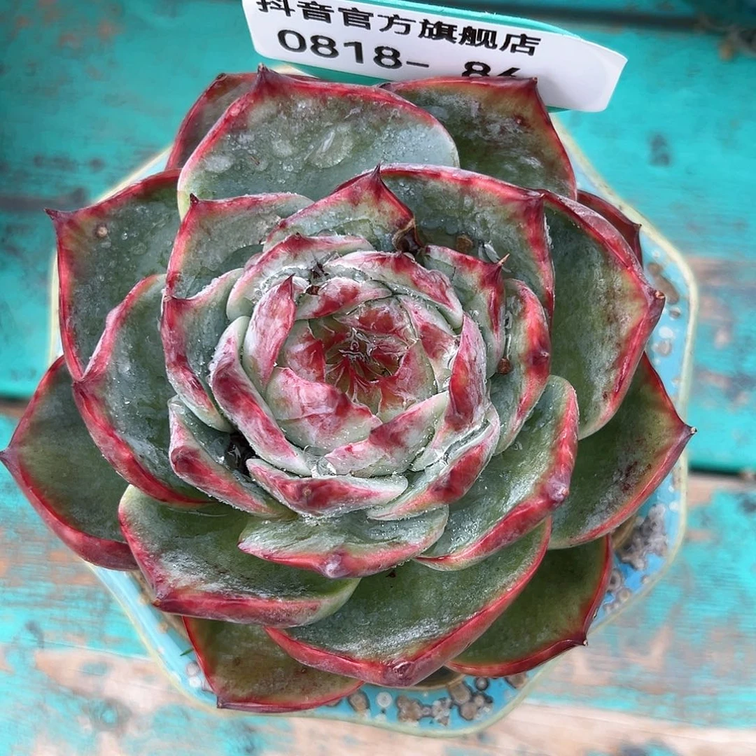 从前慢花园多肉编号0818-86