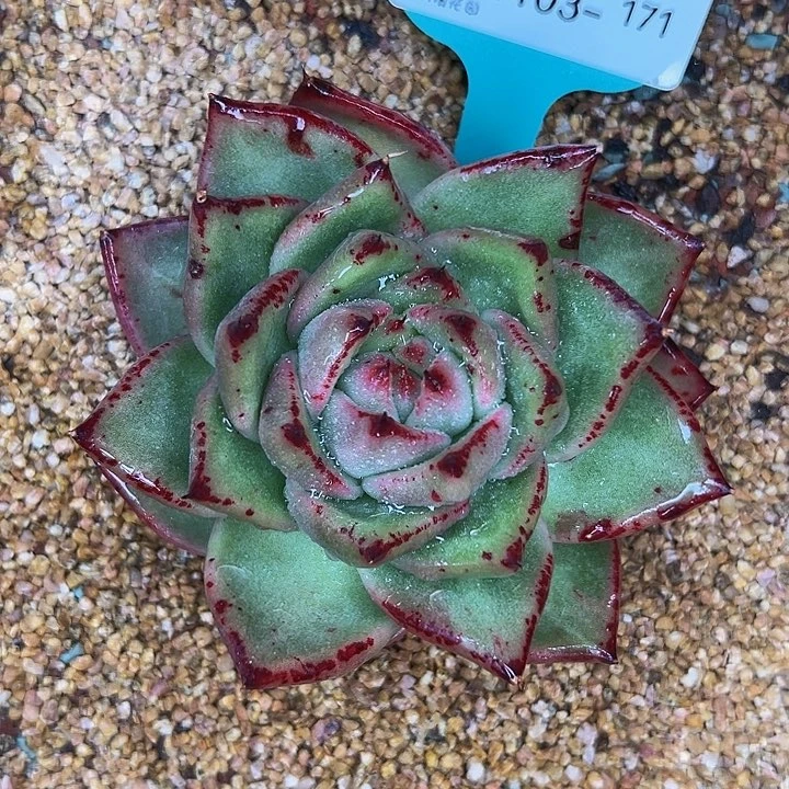 多肉一物一拍1103-171