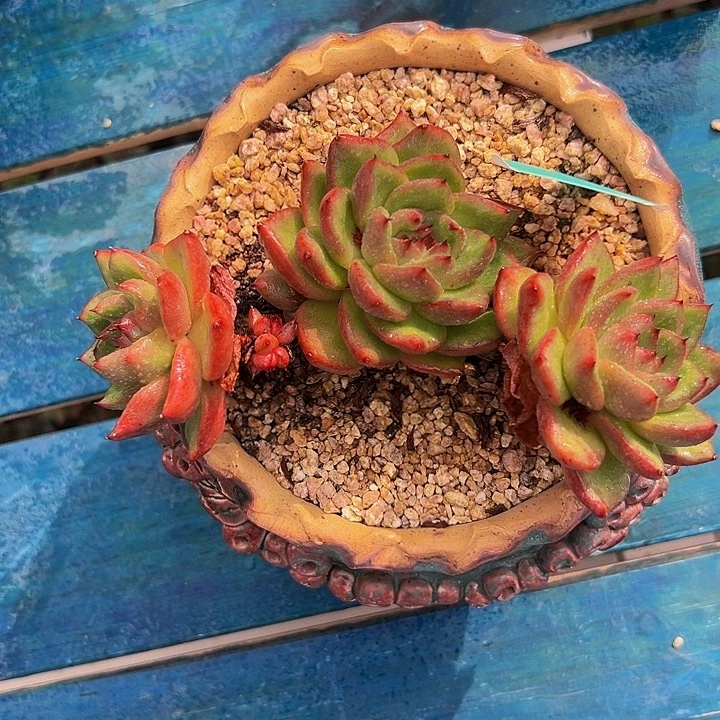 多肉编号1029-107