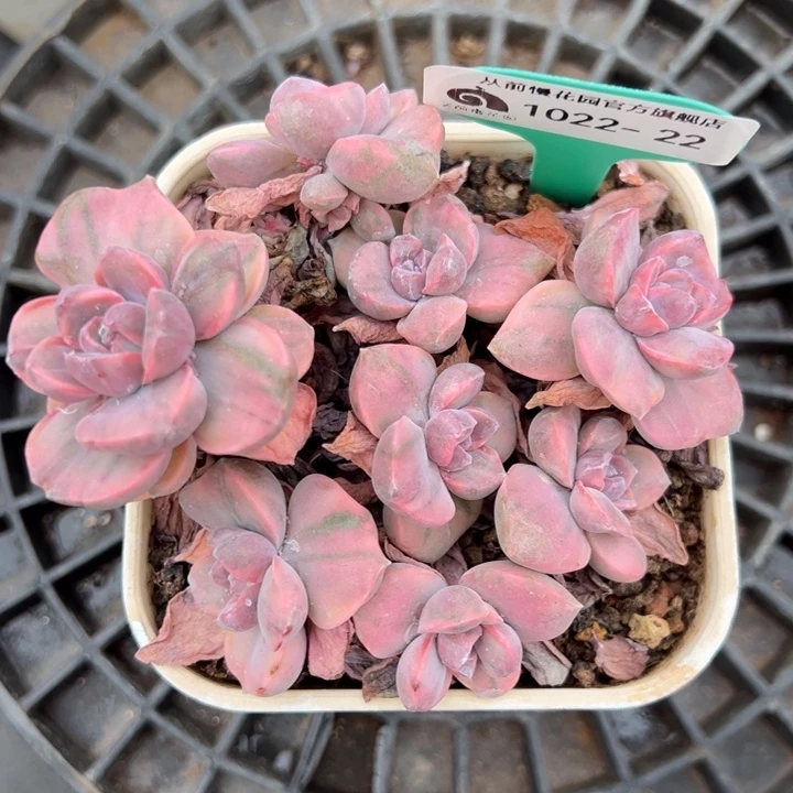 从前慢多肉精选编号1022.22