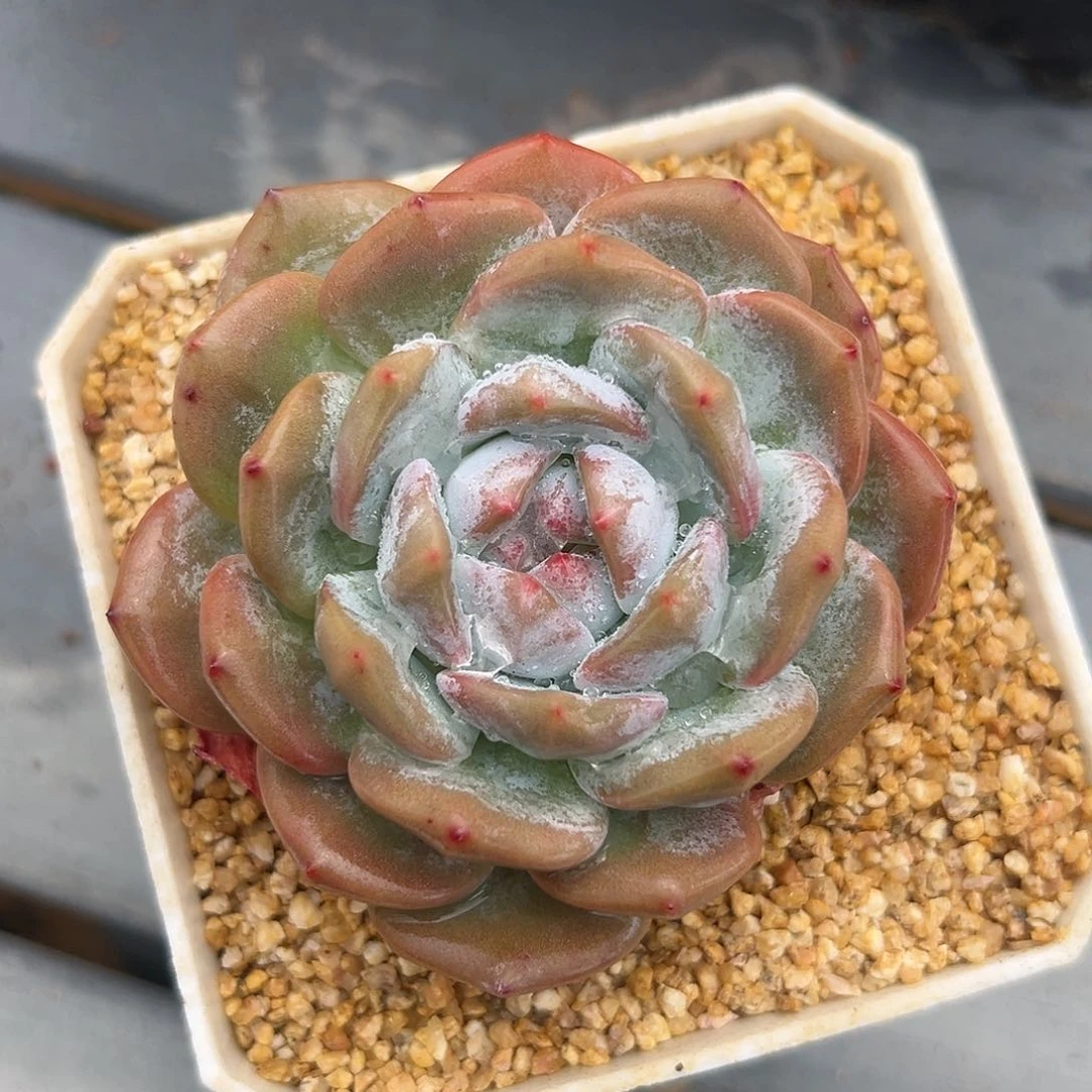 单头橙子发三颗多肉一物一拍0717-