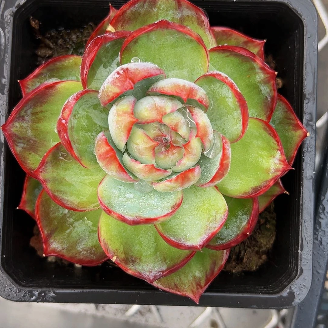 多肉编号1016-178