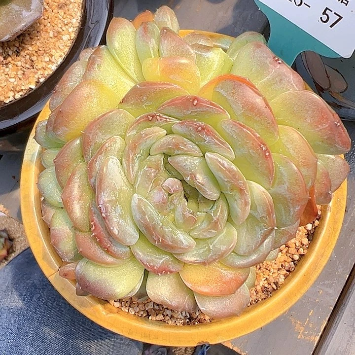 精品多肉编号0826-57