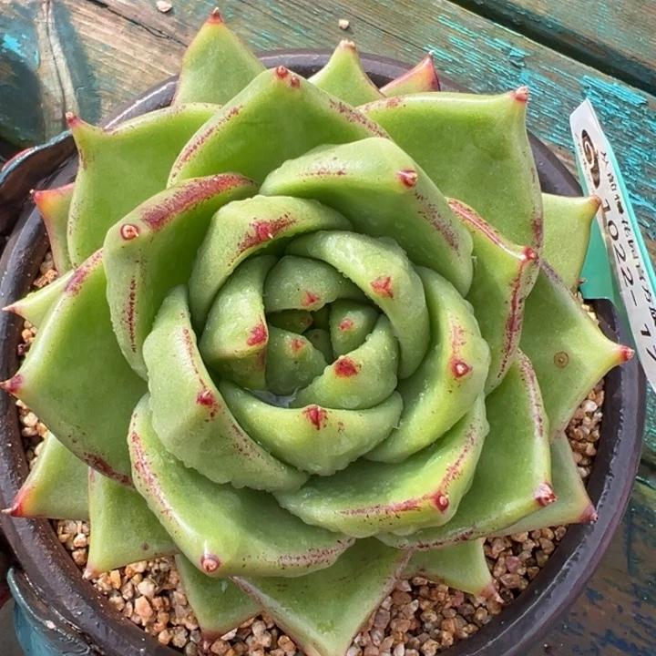 从前慢多肉精选编号1022.17