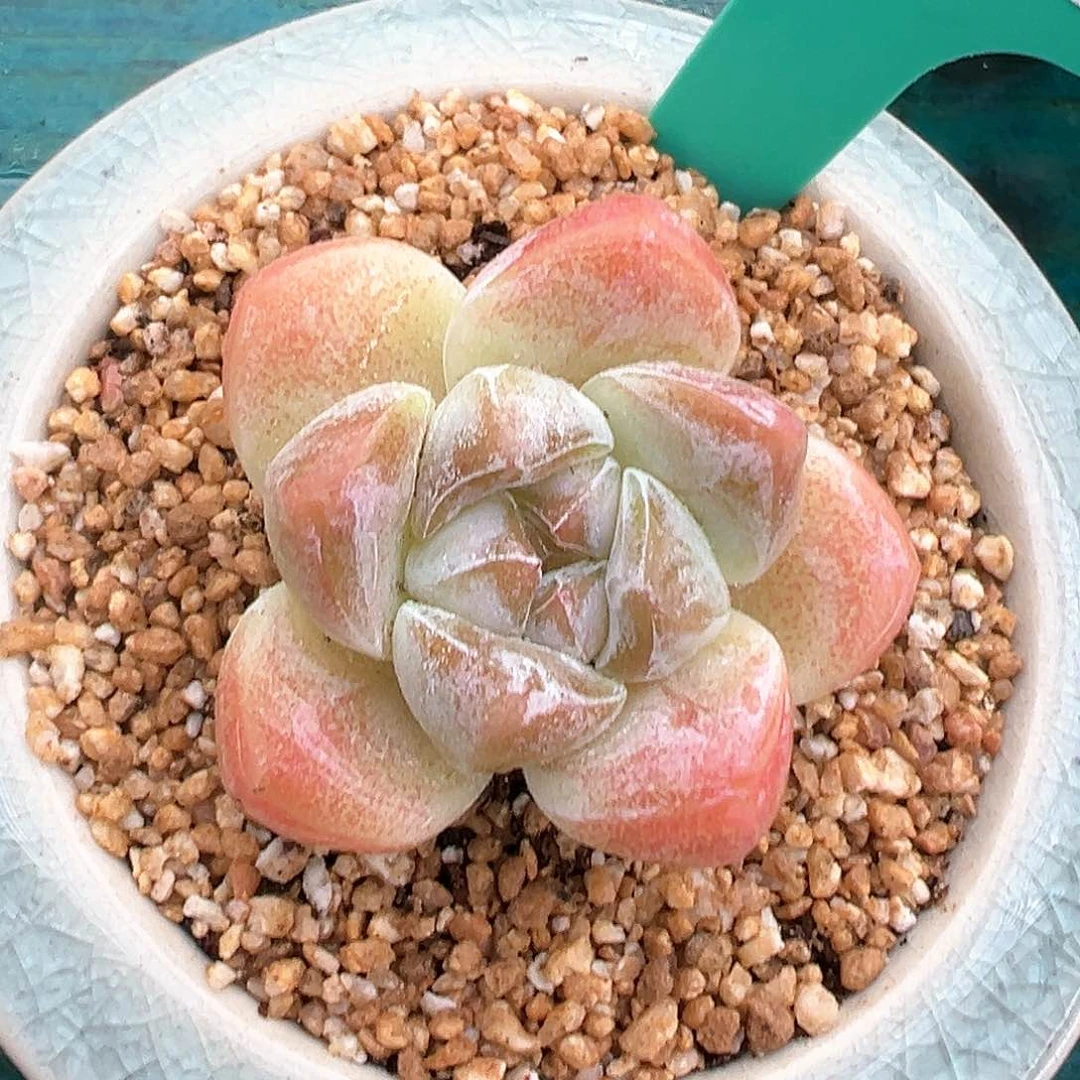 精品多肉编号0818-150