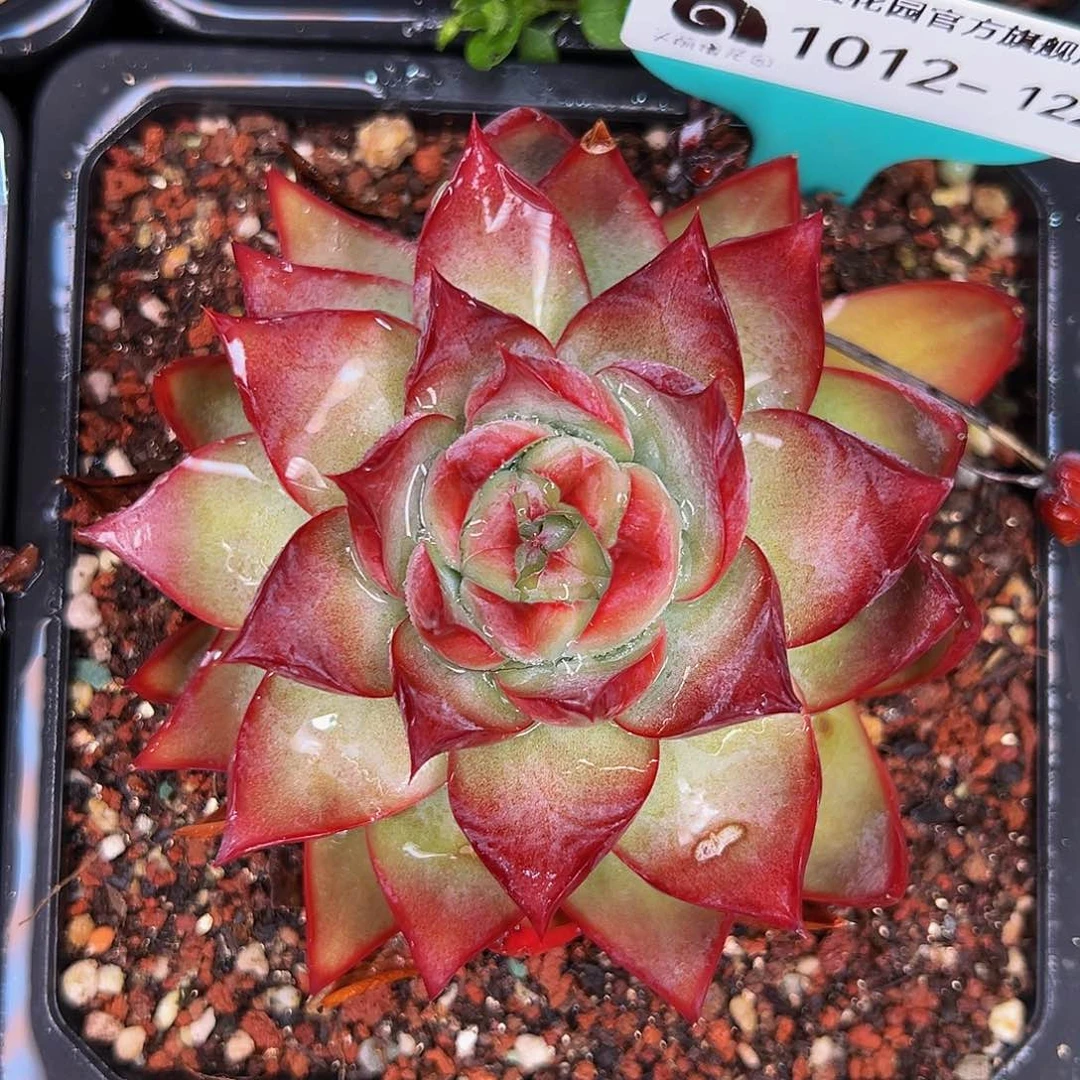 从前慢多肉精选编号1012.122