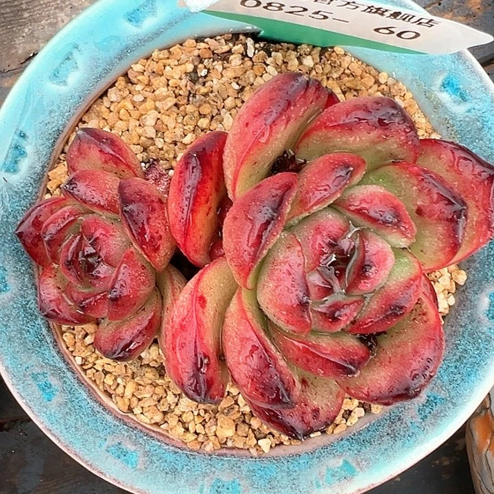 精品多肉编号0825-60