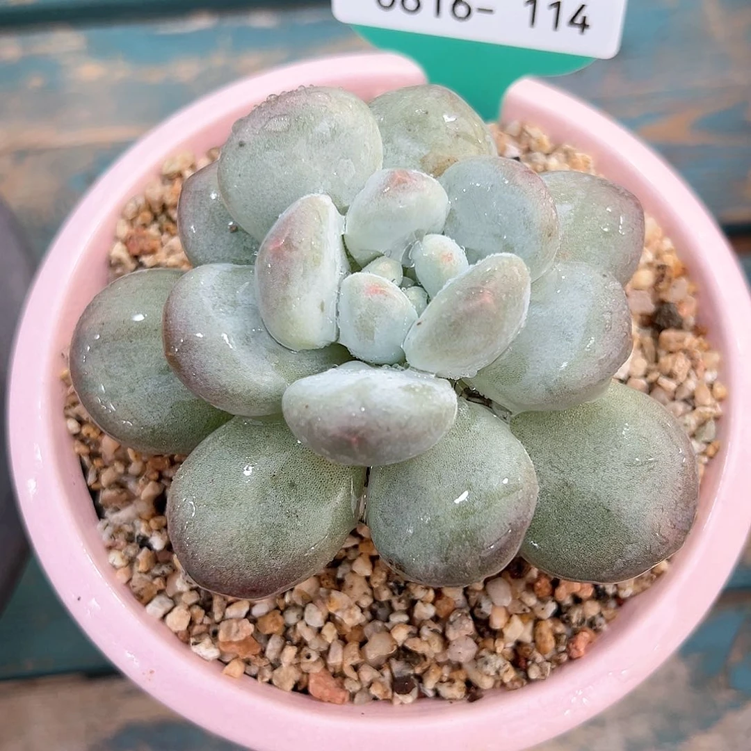 多肉一物一拍0816-114鸡蛋香水