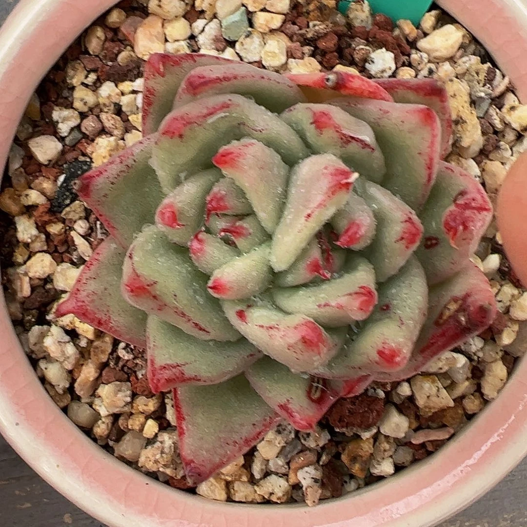 多肉编号1016-189