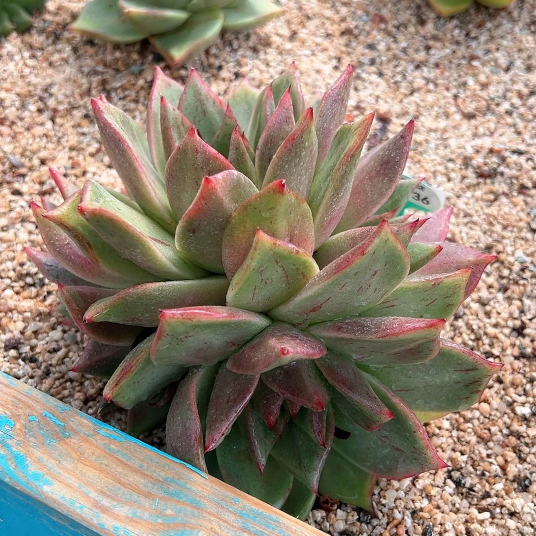 从前慢花园多肉编号0816-36