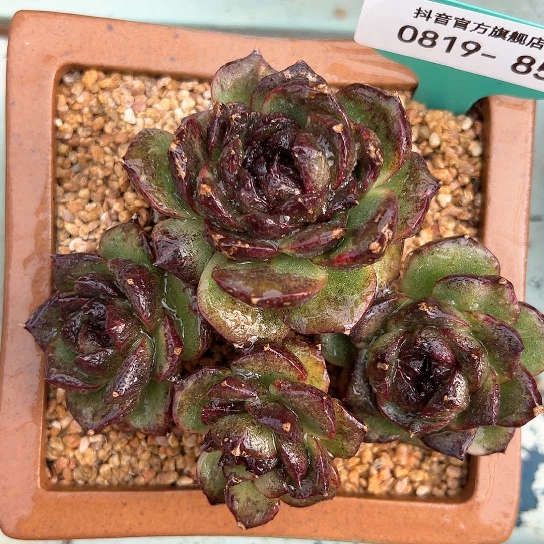 从前慢花园多肉编号0819-85