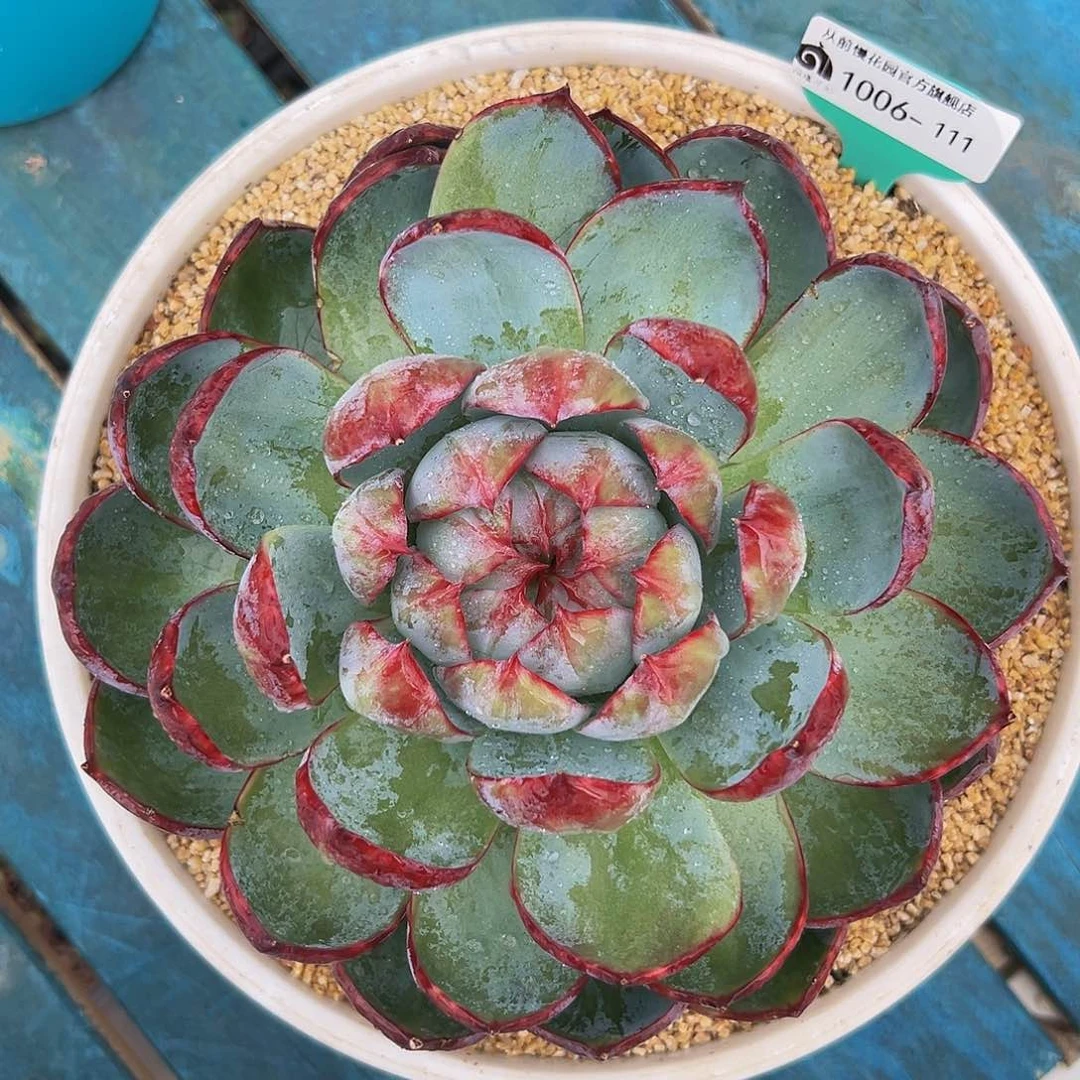 多肉编号1006-111