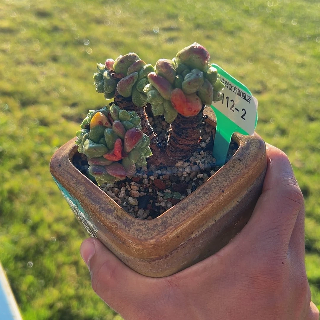 多肉一物一拍1112-2