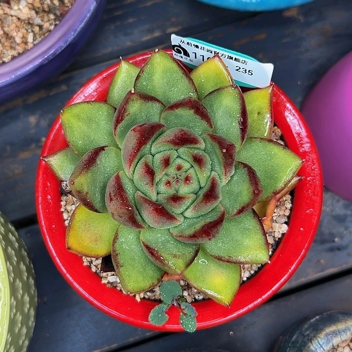 多肉一物一拍1102-235