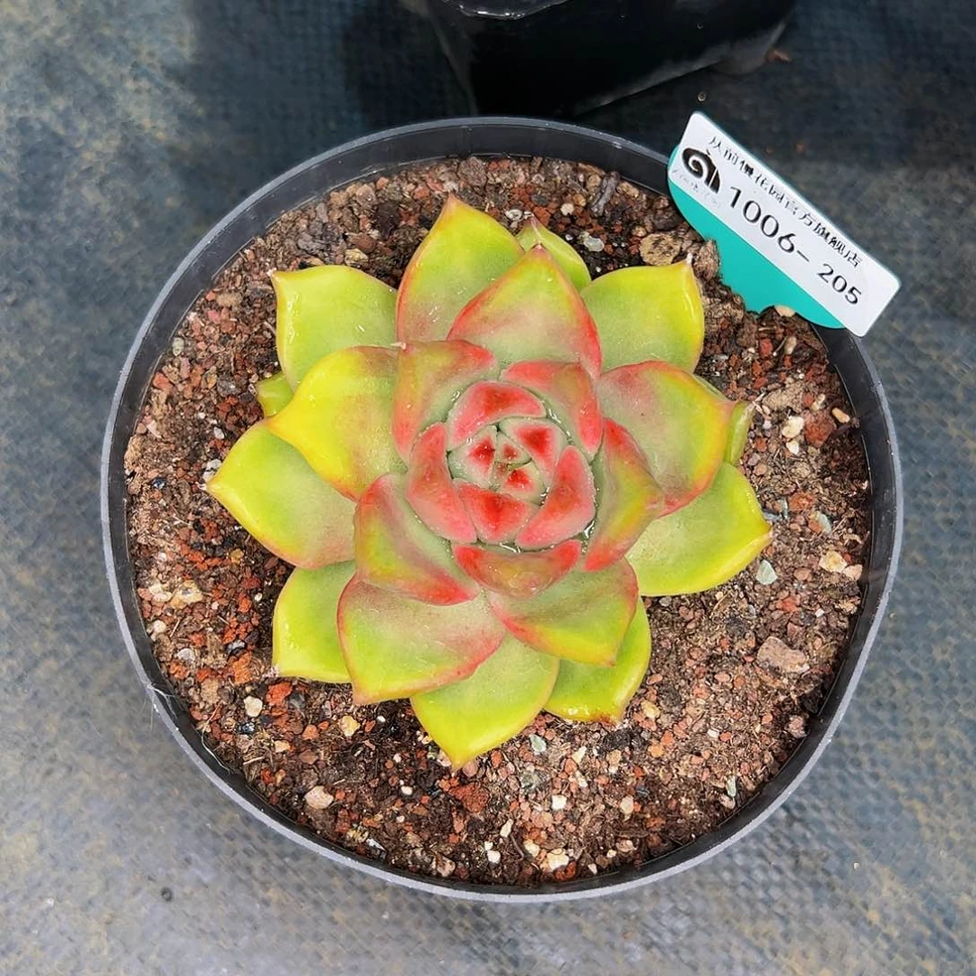 甜*豆多肉一物一拍1006-205