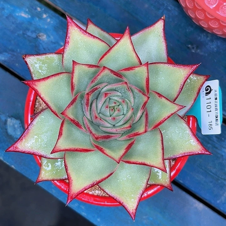 多肉一物一拍1101.185